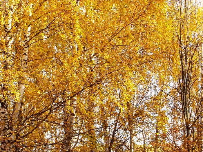 Autumn Birch Trees with Golden Leaves