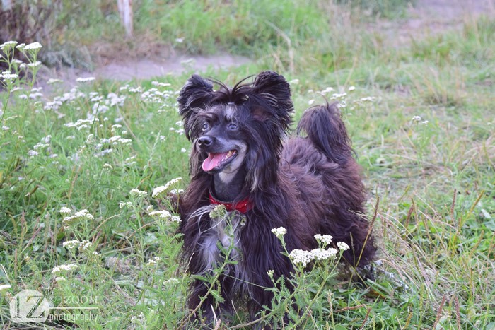 Chinese Crested dog in grass