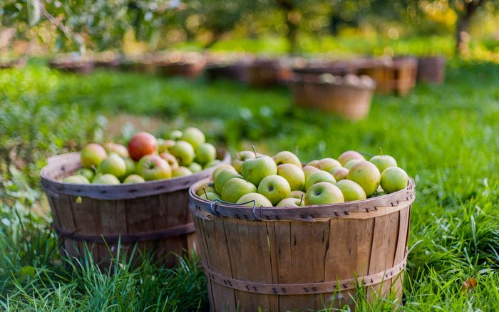Baskets of Apples in an Orchard