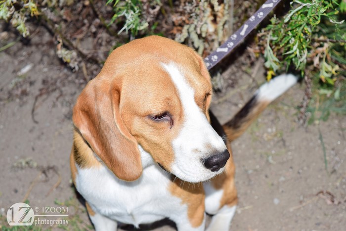 Beagle dog with leash