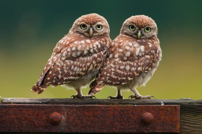 Two Little Owls Perched on a Wooden Beam
