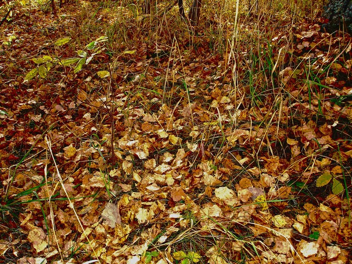 Autumn forest floor covered in fallen leaves and grass
