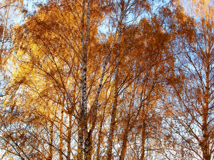 Autumn Birch Trees with Golden Leaves