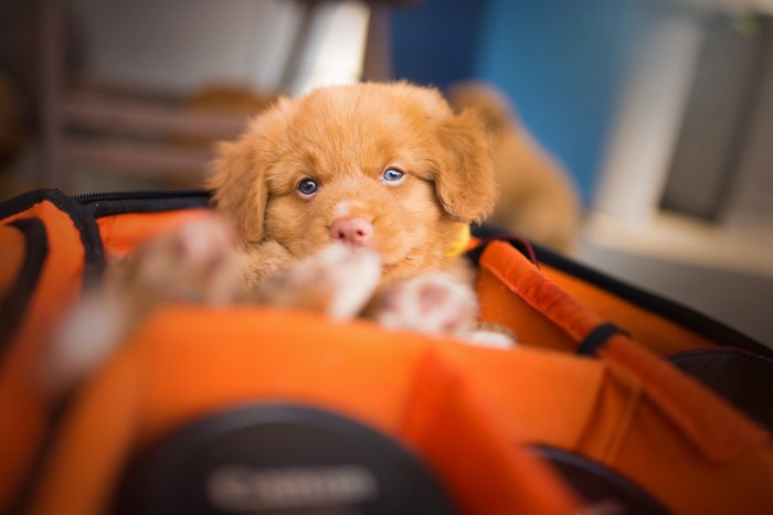 Nova Scotia Duck Tolling Retriever puppy in a bag