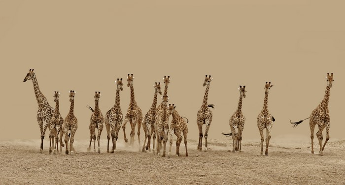 4K Herd of Giraffes in Open Landscape