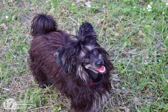 Chinese Crested dog in grass