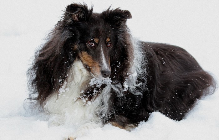 Shetland Sheepdog lying in the snow
