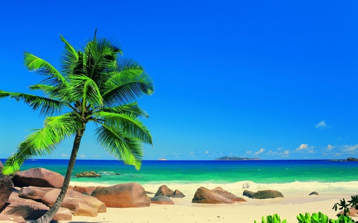 Tropical beach with palm tree and ocean