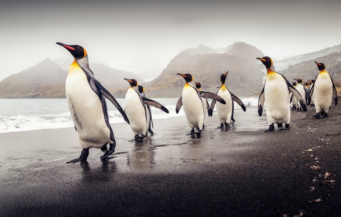 King Penguins on South Georgia Coast
