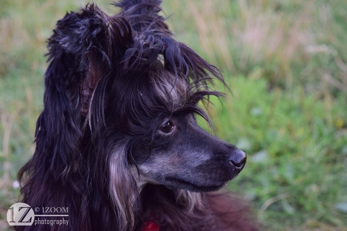 Chinese Crested Dog with Black Fur
