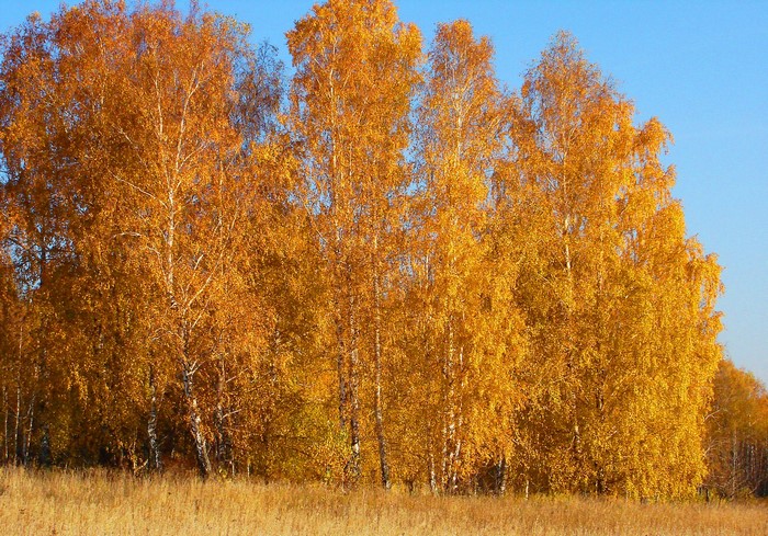 Autumn Birch Trees in Golden Foliage