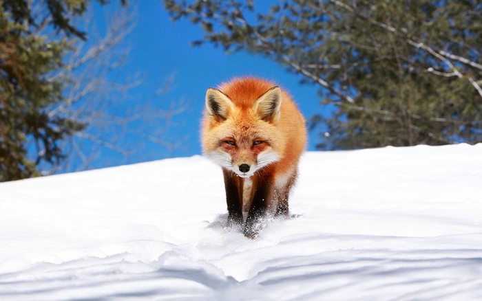 Red fox walking in the snow during winter
