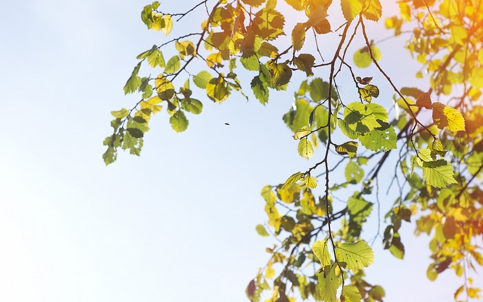 Branches with green and yellow leaves against a blue sky