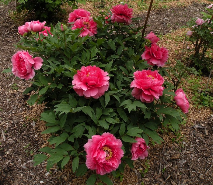 Pink Peony Bush in Bloom