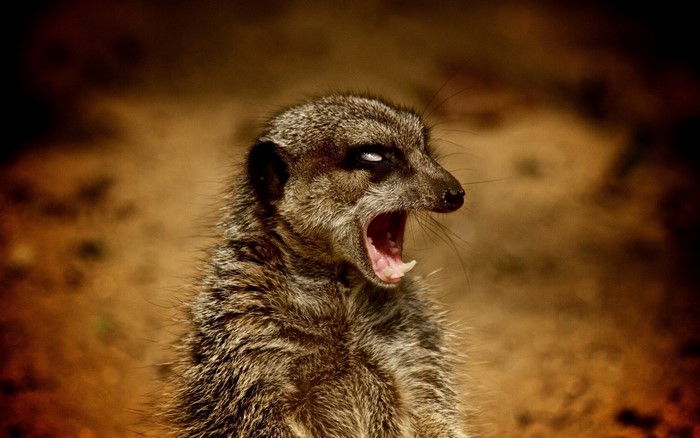Meerkat yawning with mouth open