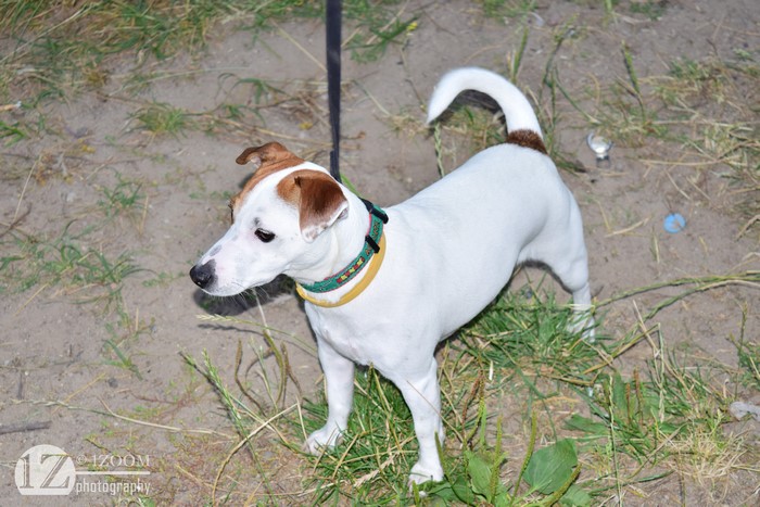 Jack Russell terrier on sandy ground with grass