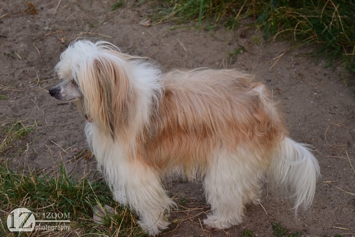 Chinese Crested dog with long hair