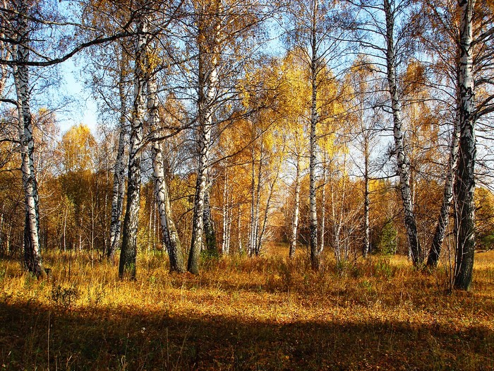 Autumn Birch Forest with Golden Foliage