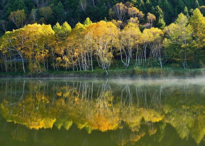 Autumn trees reflected in a misty lake