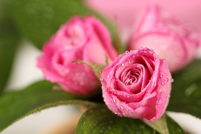 Pink Roses with Water Drops
