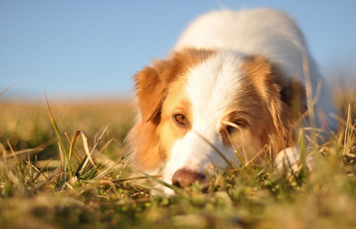 Australian Shepherd dog lying in grass
