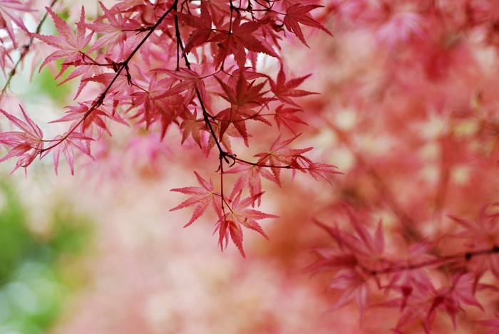 Pink Japanese Maple Leaves on Branches