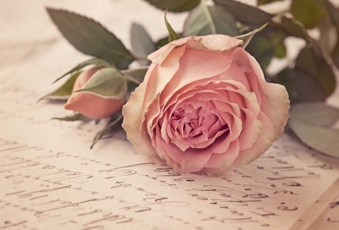 Pink Rose and Bud on Handwritten Letter