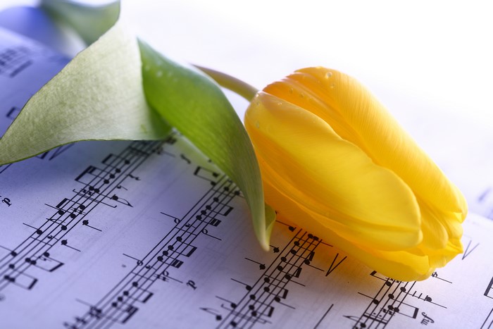 Yellow Tulip on Sheet Music