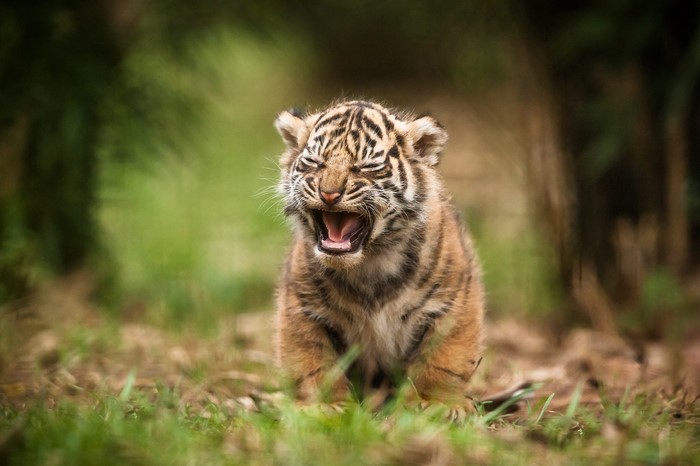 Tiger cub yawning in a grassy field
