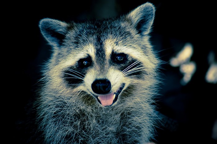 Close-up of a raccoon with its mouth open