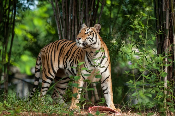 Tiger in a bamboo forest with prey