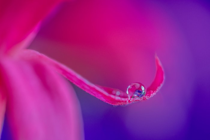 Macro shot of a water droplet on a pink flower petal