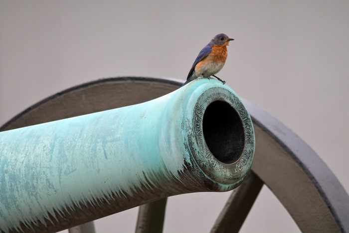 Bird on a Cannon