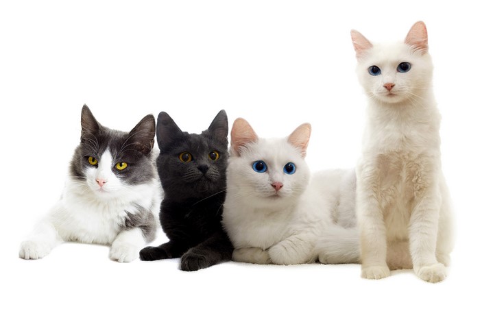 Four cats of different colors on a white background