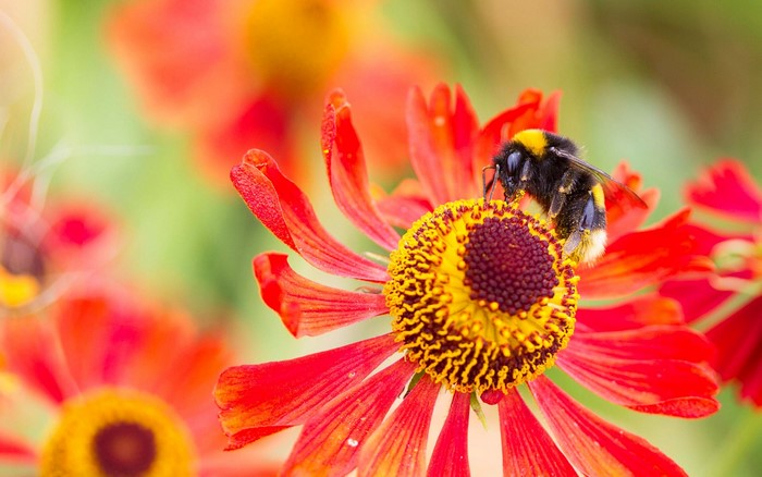 Bumblebee on a red and yellow flower