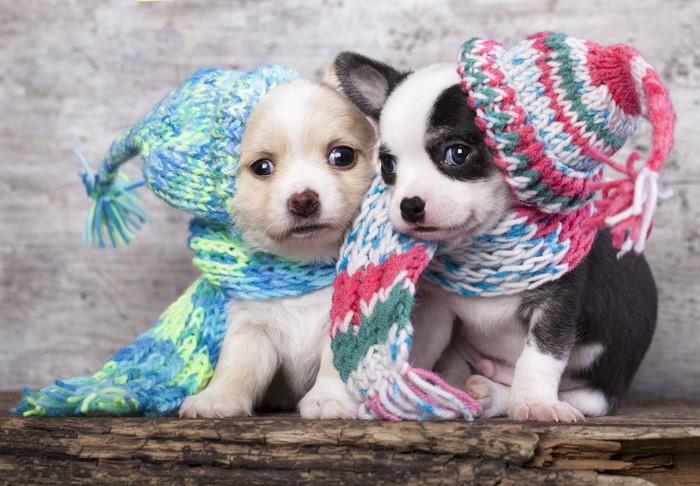 Two Chihuahua puppies wearing winter hats and scarves