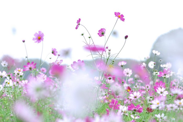 Field of pink and white cosmos flowers