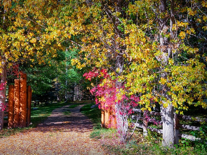 Autumn trees and path in a park