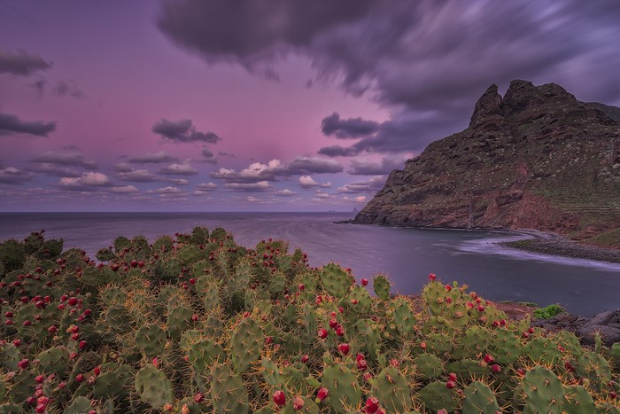 Prickly pear cacti with red fruit on Tenerife coast at sunset
