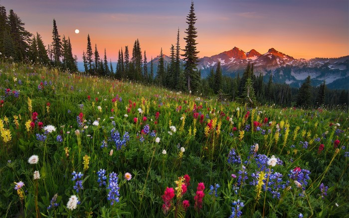 Wildflower Meadow with Mountains and Moonrise