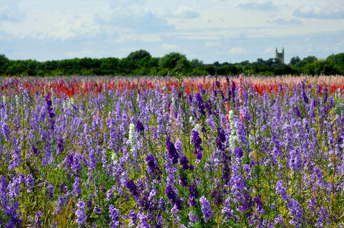 Field of Purple and Red Delphiniums