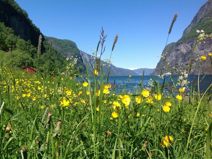 Yellow flowers and green grass by a fjord in Norway