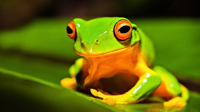 Green tree frog with orange eyes on a leaf