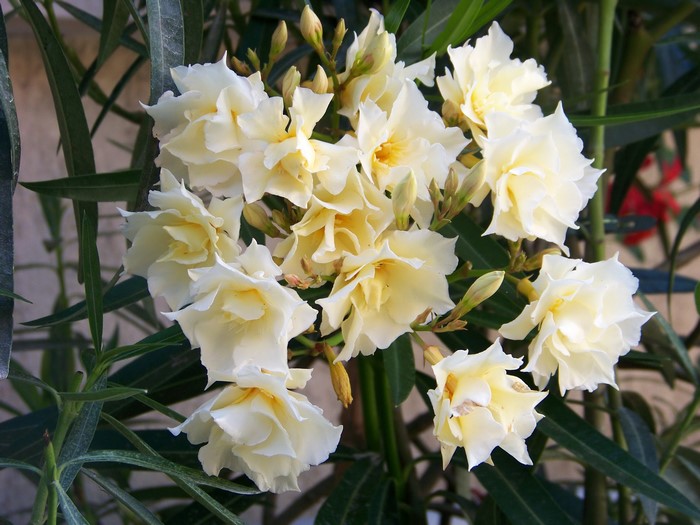 White Oleander flowers with green leaves
