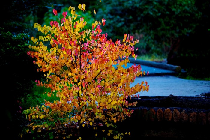 Autumn tree with colorful leaves