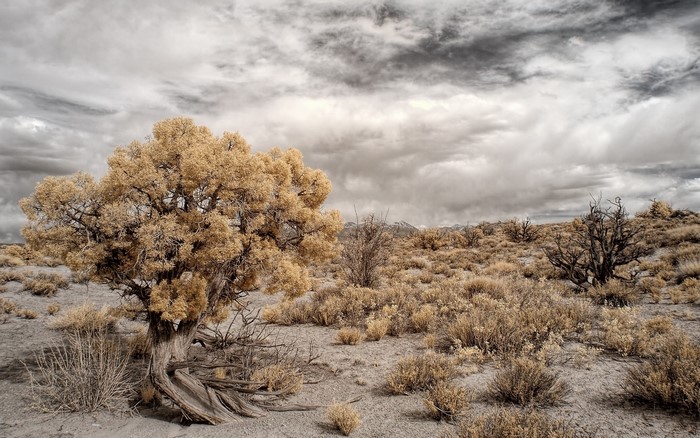 Desert landscape with trees and cloudy sky