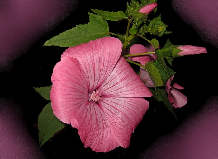 Pink Malva flower with buds
