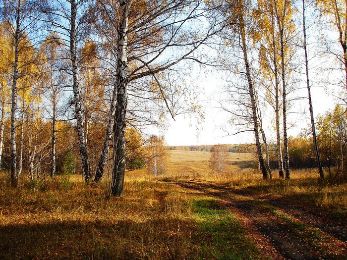 Autumn Birch Forest with a Dirt Road
