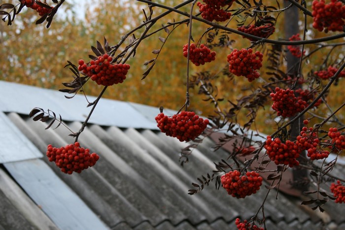 Red berries on branches with a roof in the background