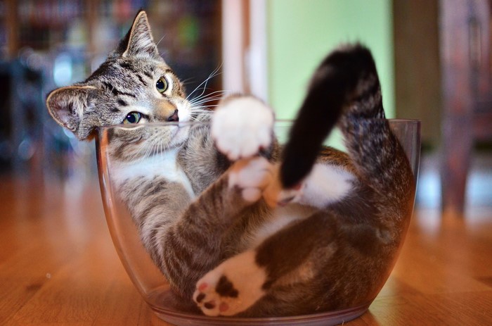 A kitten plays inside a glass bowl